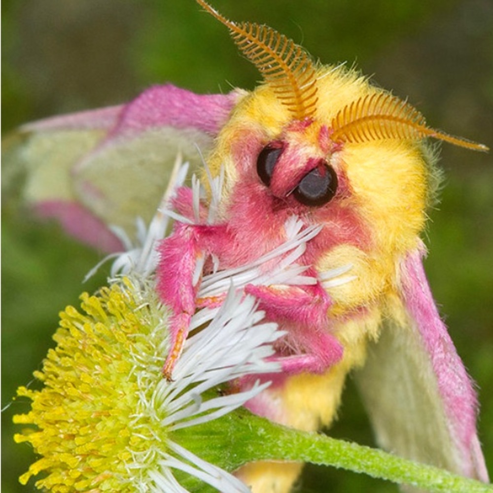 Meet your Posher, Kaley